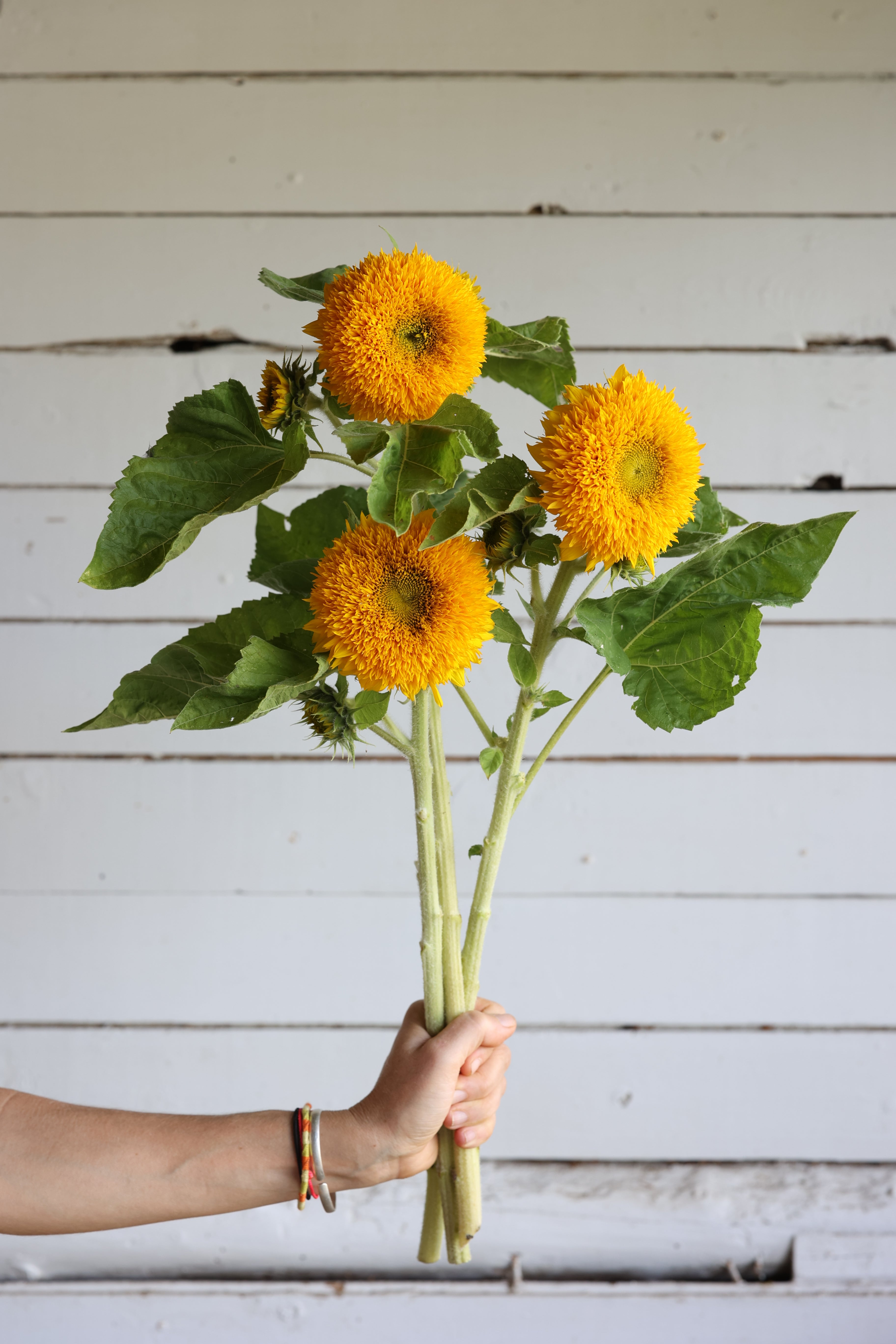 Tournesol Teddy Bear