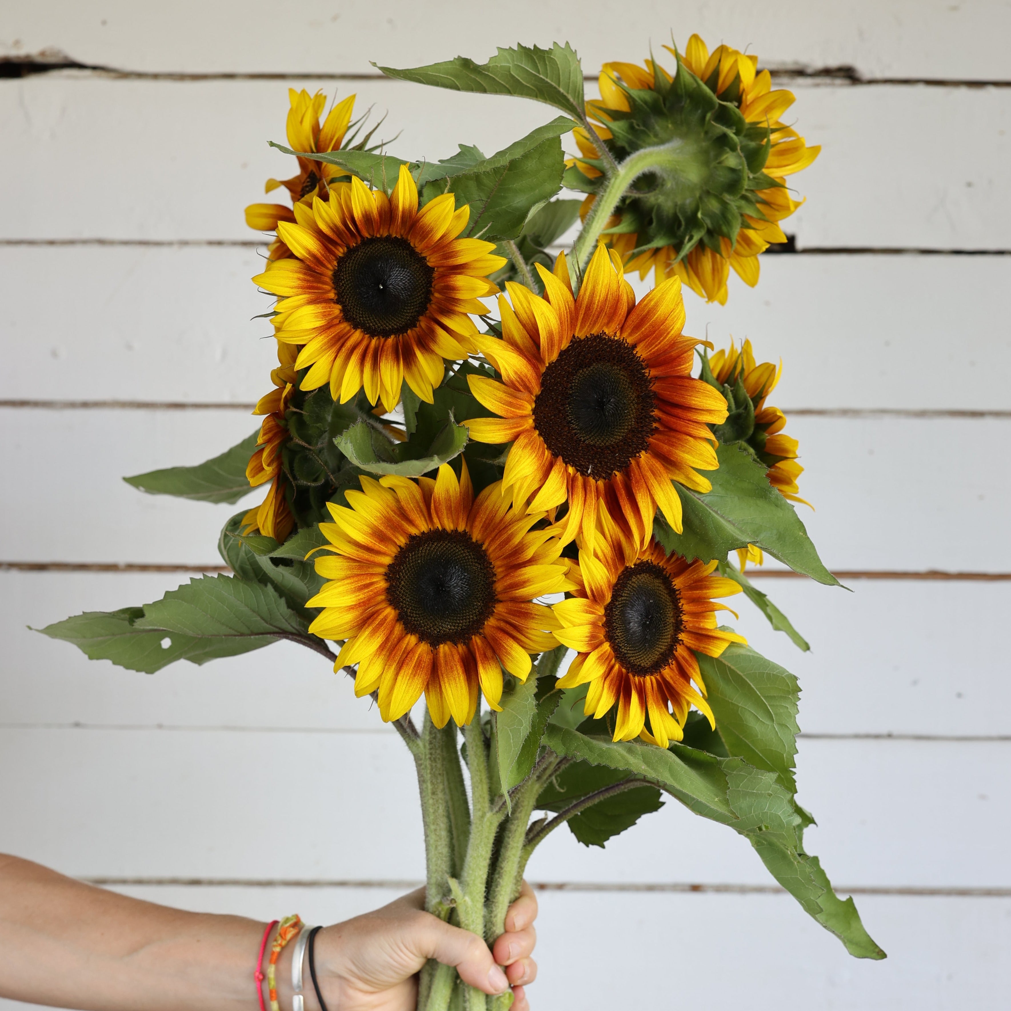 Tournesol Firecracker