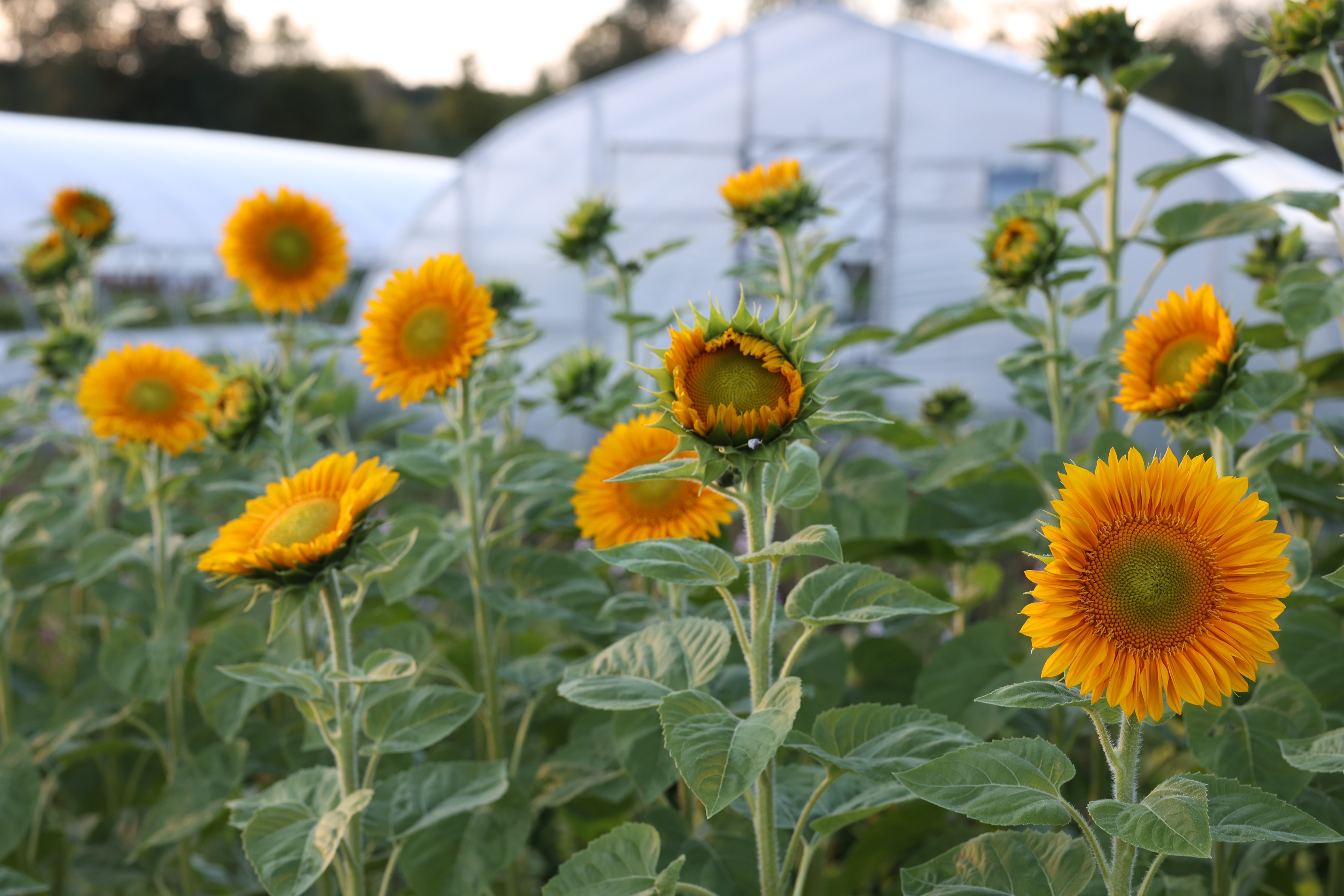 Tournesol Sunrich Gold F1