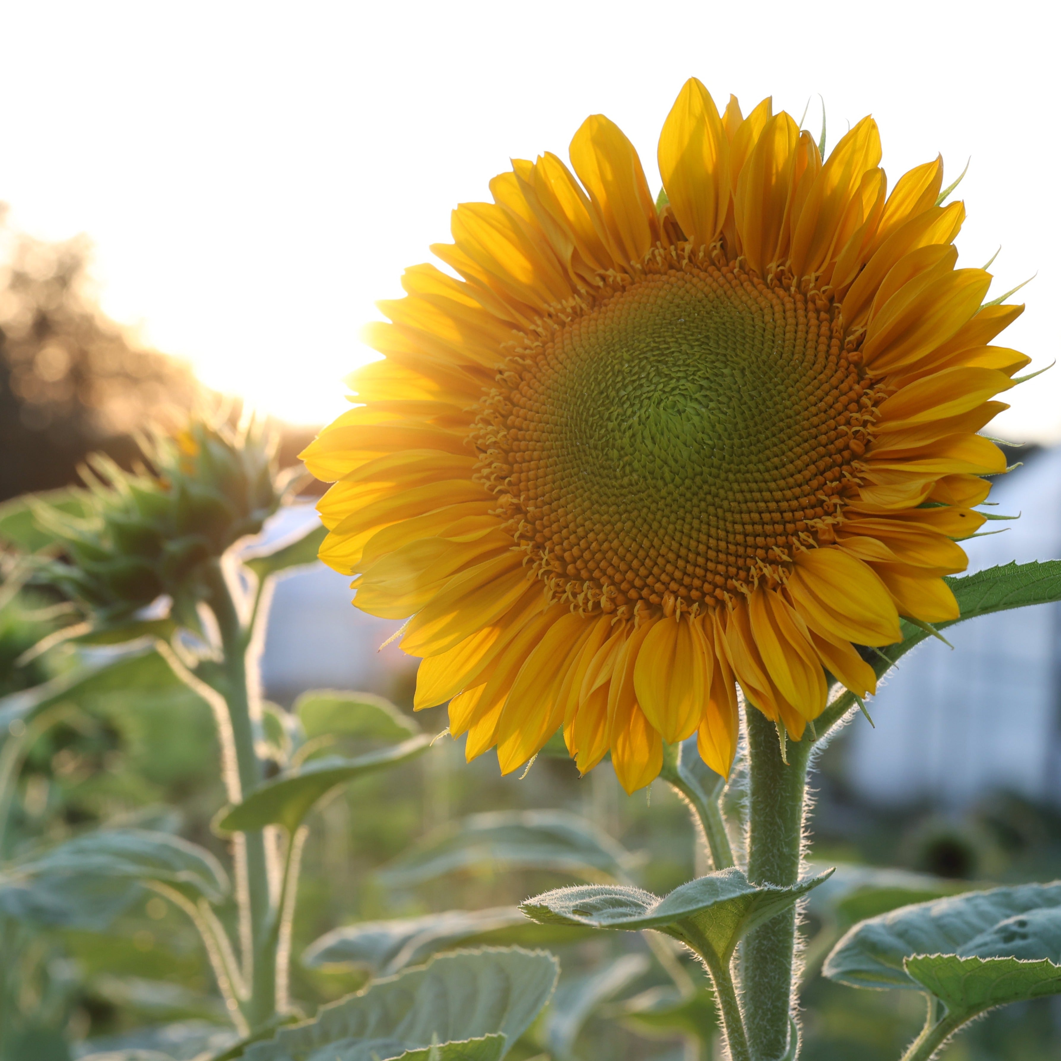 Tournesol Sunrich Gold F1