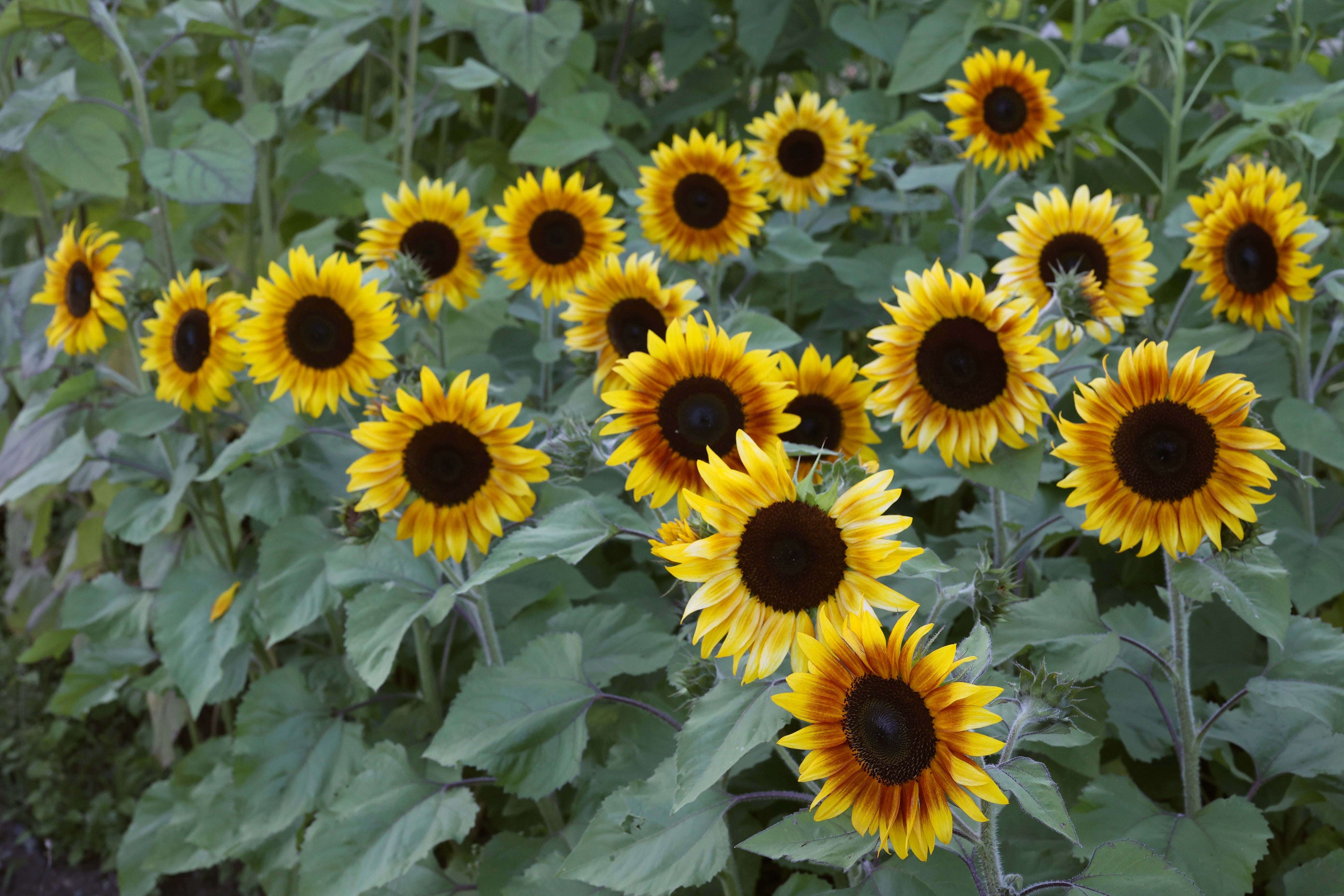 Tournesol Firecracker