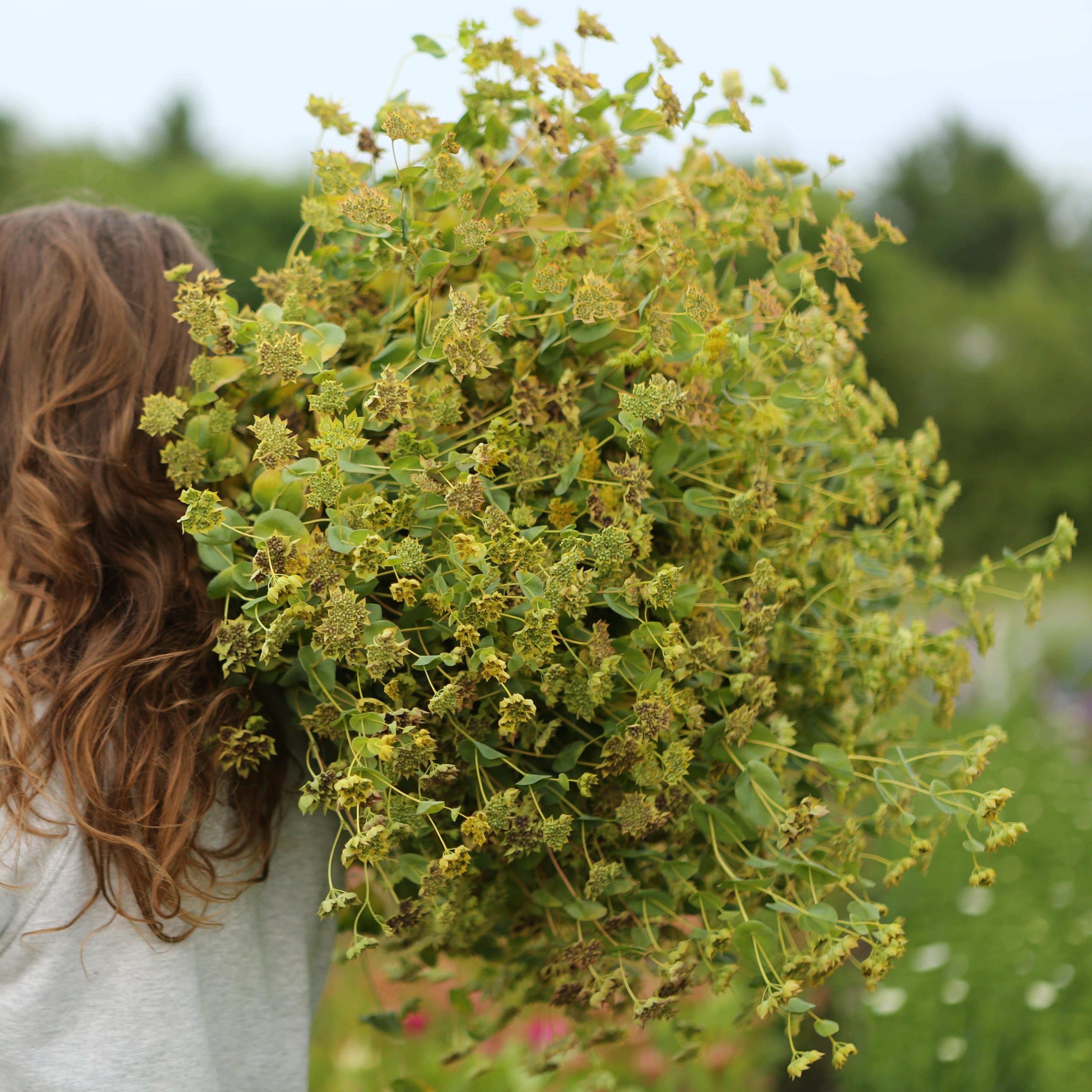 Bupleurum Green Gold