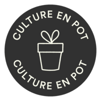 Culture en pot